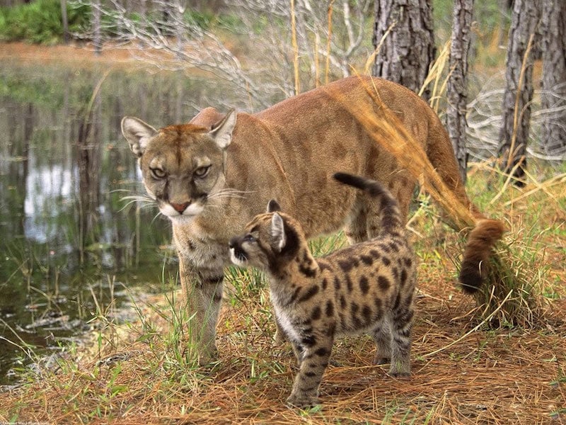 A small spotted mountain lion kitten is walking with its mother in a wooded area beside a pond.