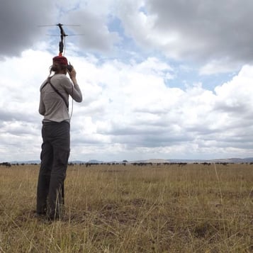Researcher Lacey Huey holds a radio collar receiving unit and observes wildebeest herd from a distance.