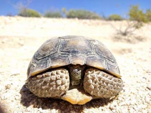 Threatened desert tortoise front view with head tucked in shell.