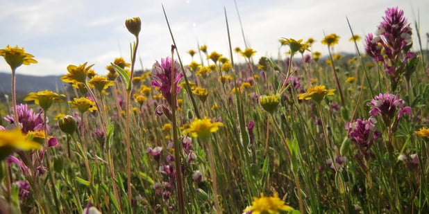 Prebuilt Taxonomy Lists Simplify Field Data Collection