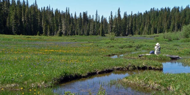 US Army Corps Wetland Delineation Forms