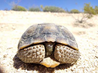 threatened-and-endangered-species-desert-tortoise-habitat-400x300